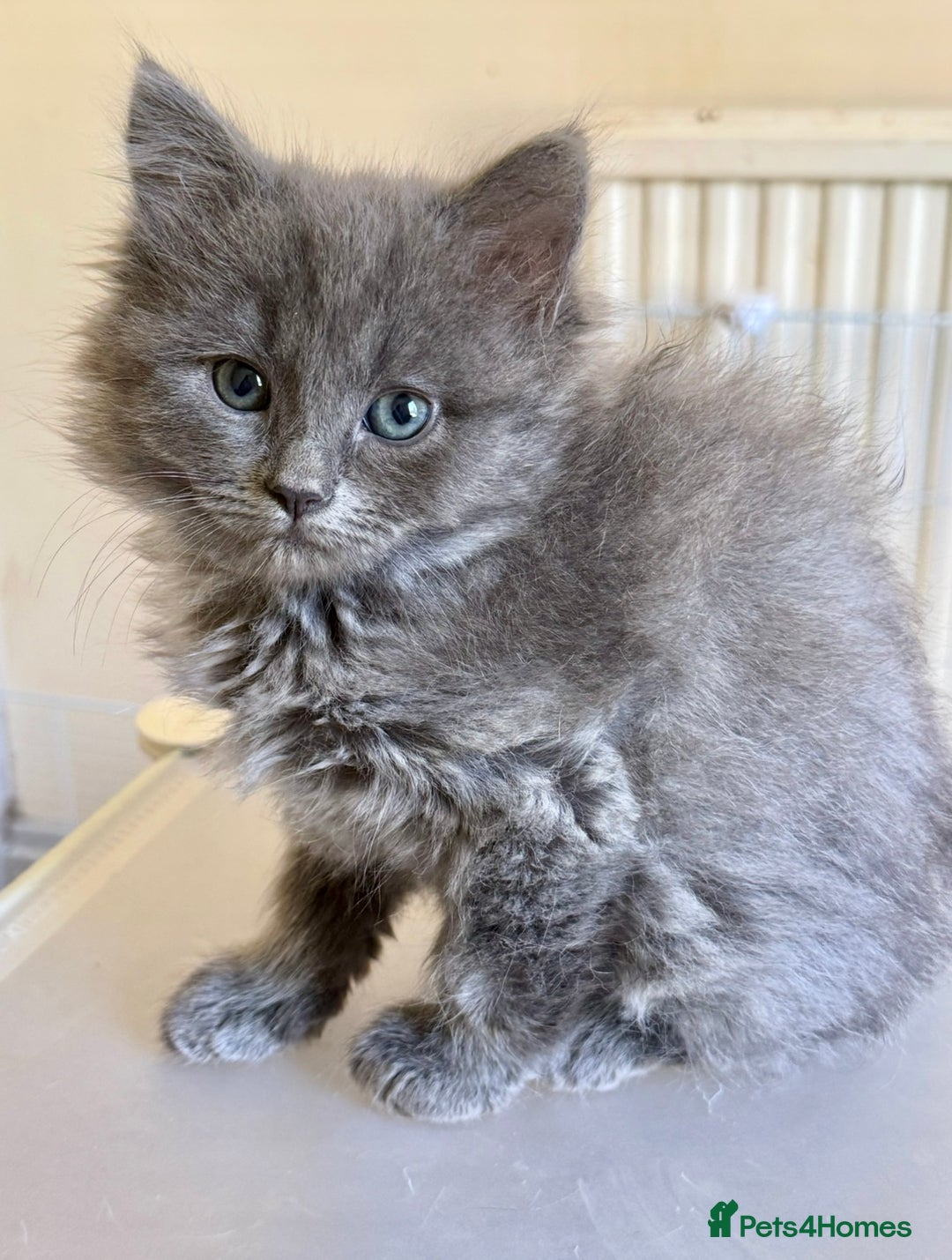 Mixed Breed cats for sale: Delightful Rag-doll Mixed Breed Kittens READY NOW! - Image 14
