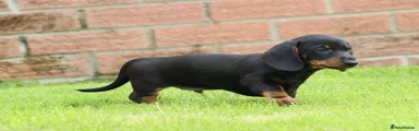 Miniature Dachshund 1