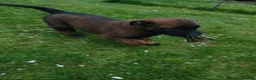 Belgian Shepherd Dog dogs for sale: Belgian Malinois knpv x ring sport fci ikc reg in Omagh - Advert 8