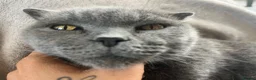 Mixed Breed cats for sale: Scottish fold cross main coon  in Basildon - Advert 7