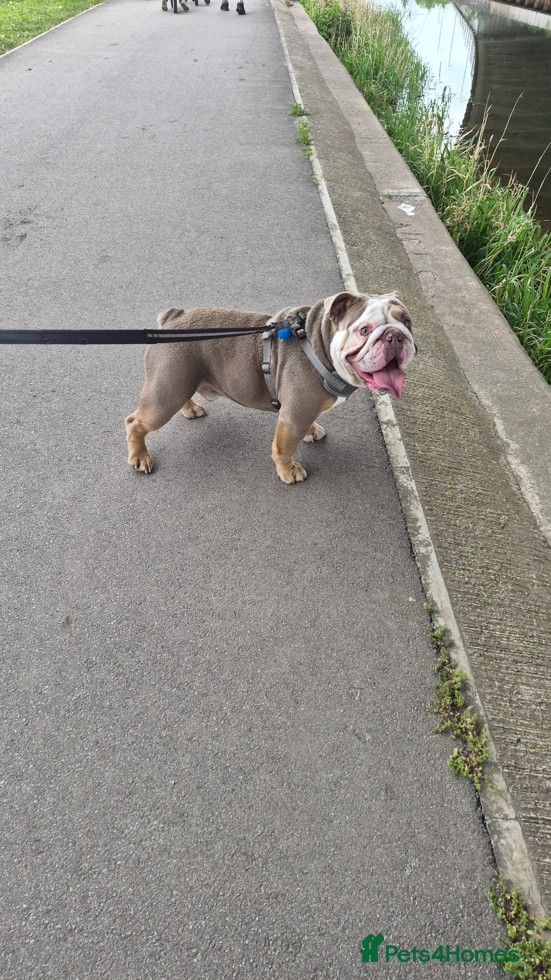 English Bulldog dogs for stud: For stud - Advert 1