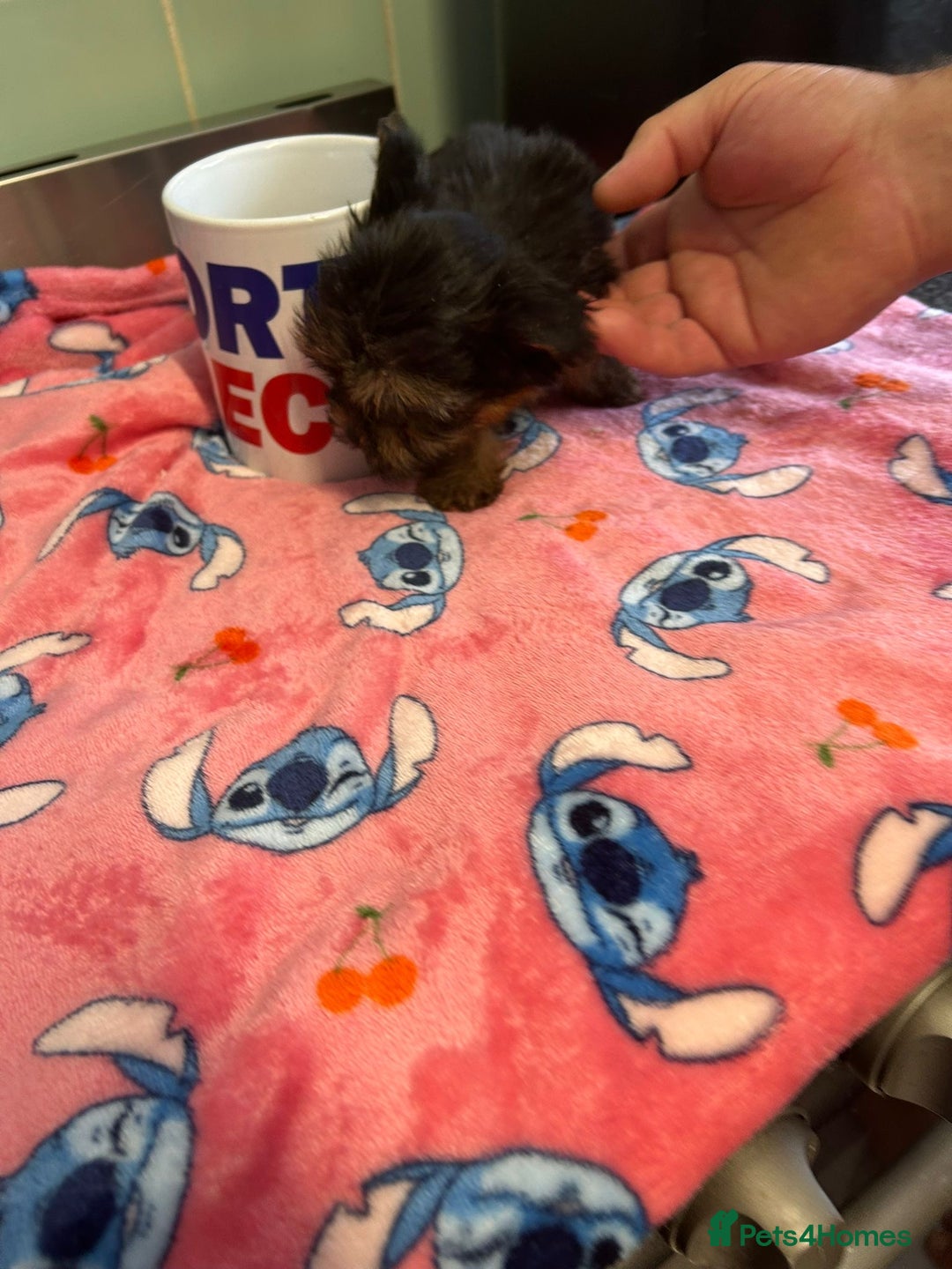 Yorkshire Terrier dogs for sale: Tiny Yorkshire terrier puppies for sale  - Image 12