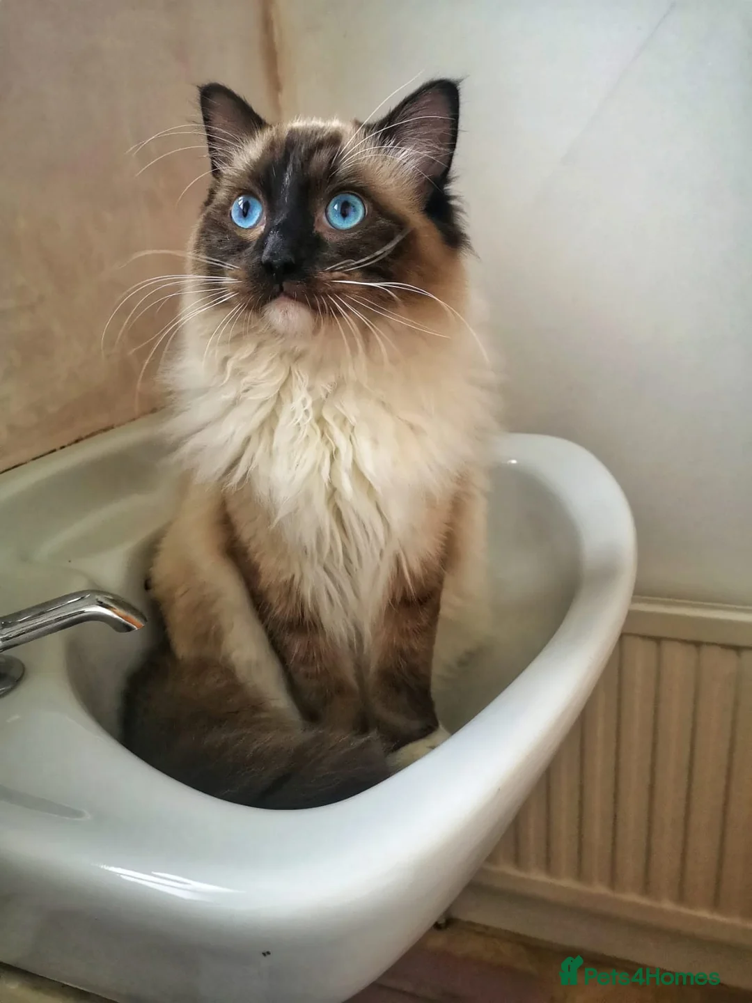 Ragdoll cats for sale: Smokey - Advert 2
