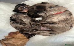 Cockapoo dogs for sale: 💫✨🐶🐾Gorgeous F1B Cockapoos🐾🐶✨💫 - Image 3