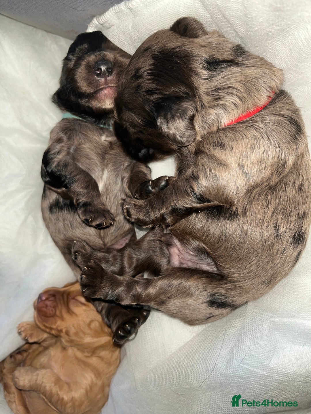 Cockapoo dogs for sale: 💫✨🐶🐾Gorgeous F1B Cockapoos🐾🐶✨💫 - Image 3