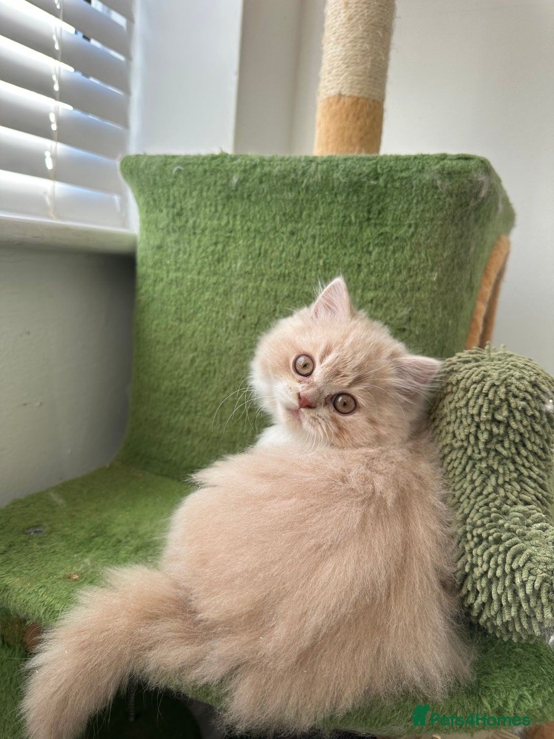 British Shorthair cats for sale:  🦁 Stunning BLH Lion Look alike READY NOW - Advert 14