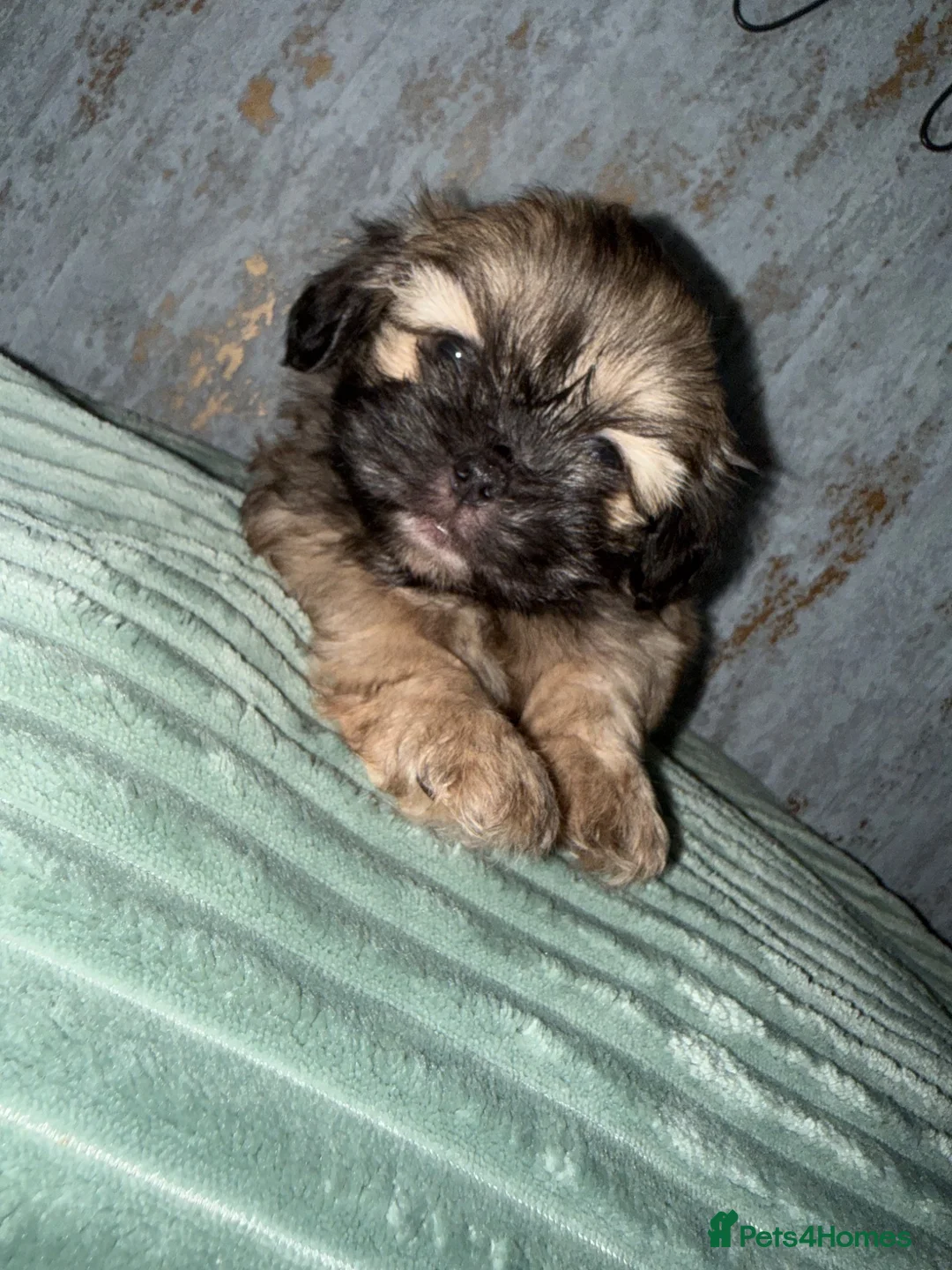 Shih Tzu dogs for sale: Imperial Shih Tzu X Shorkie Puppies!! - Advert 2