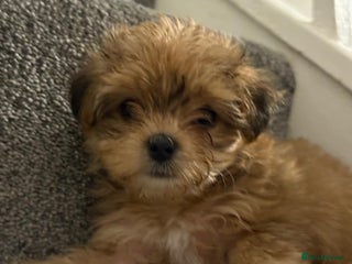 Mixed Breed dogs 🐾 Adorable Puppies Ready for Forever Homes 🐾 - Advert 5