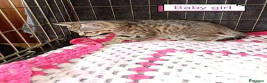 Bengal 1