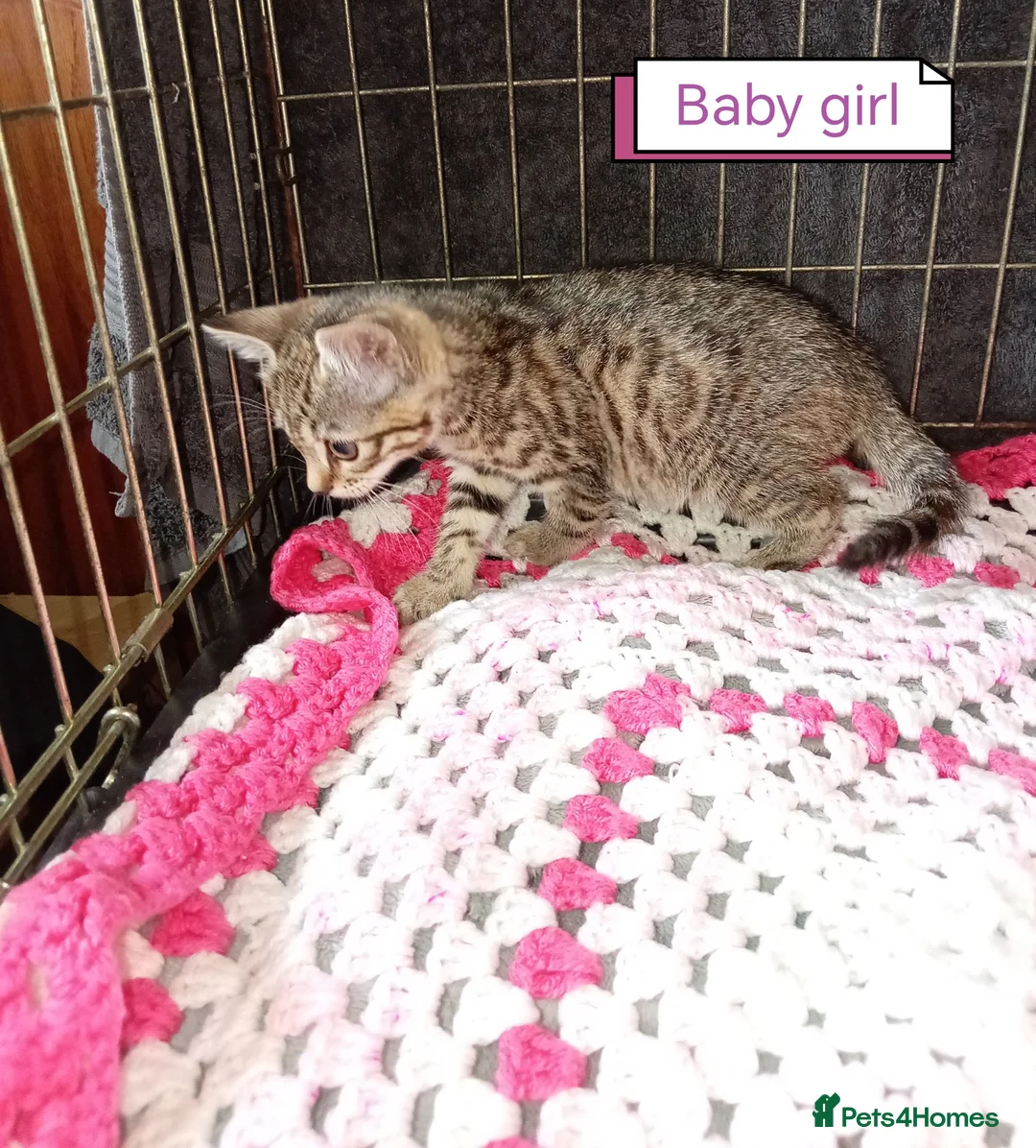 Bengal cats for sale: Bengal Cross kittens  - Advert 1