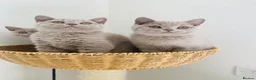 British Shorthair cats for sale: GCCF -SPECTACULAR  -British Shorthair kittens  - Advert 12