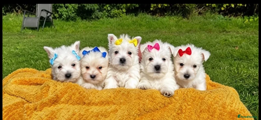 West Highland Terrier dogs for sale: Kennel club registered westies - Advert 1