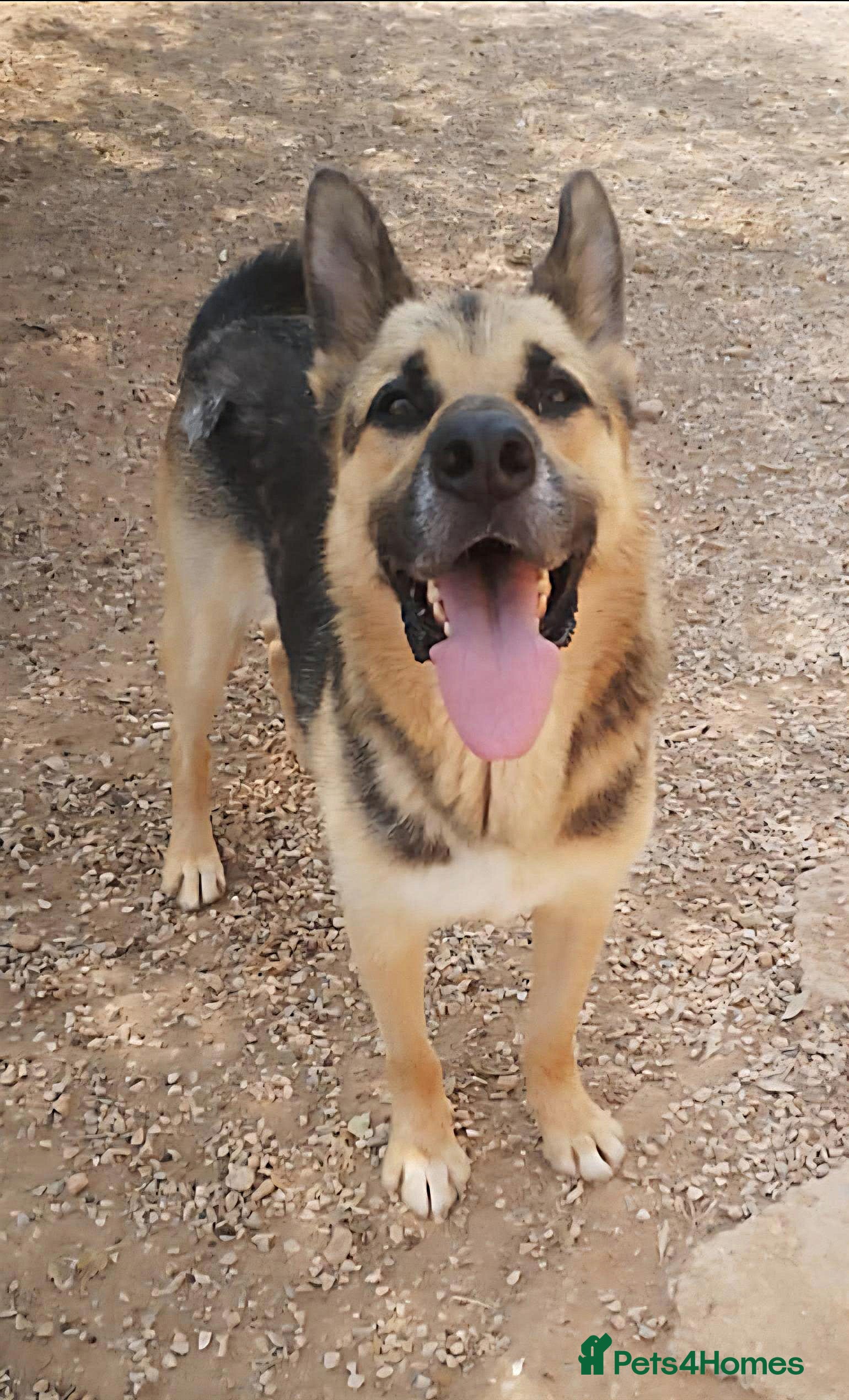 German Shepherd dogs Friendly FELIX - Advert 13