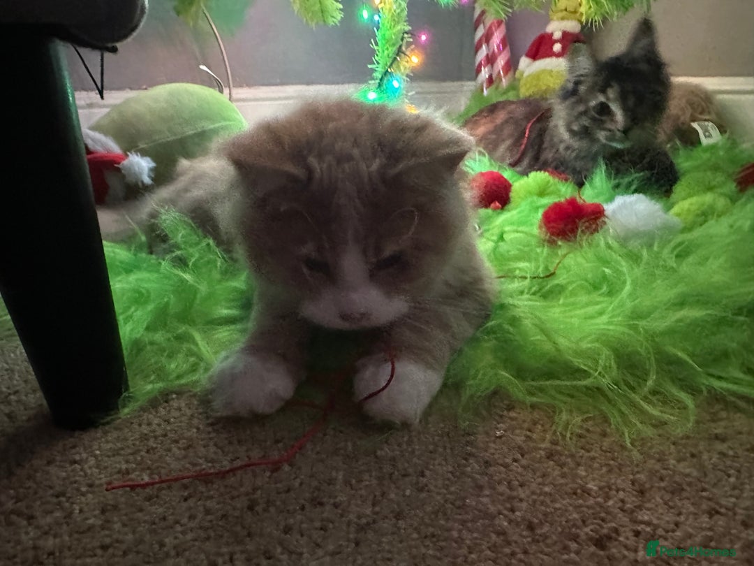 Maine Coon cats for sale: Xl mainecoon kittens dad is Xl very big boy  - Advert 11