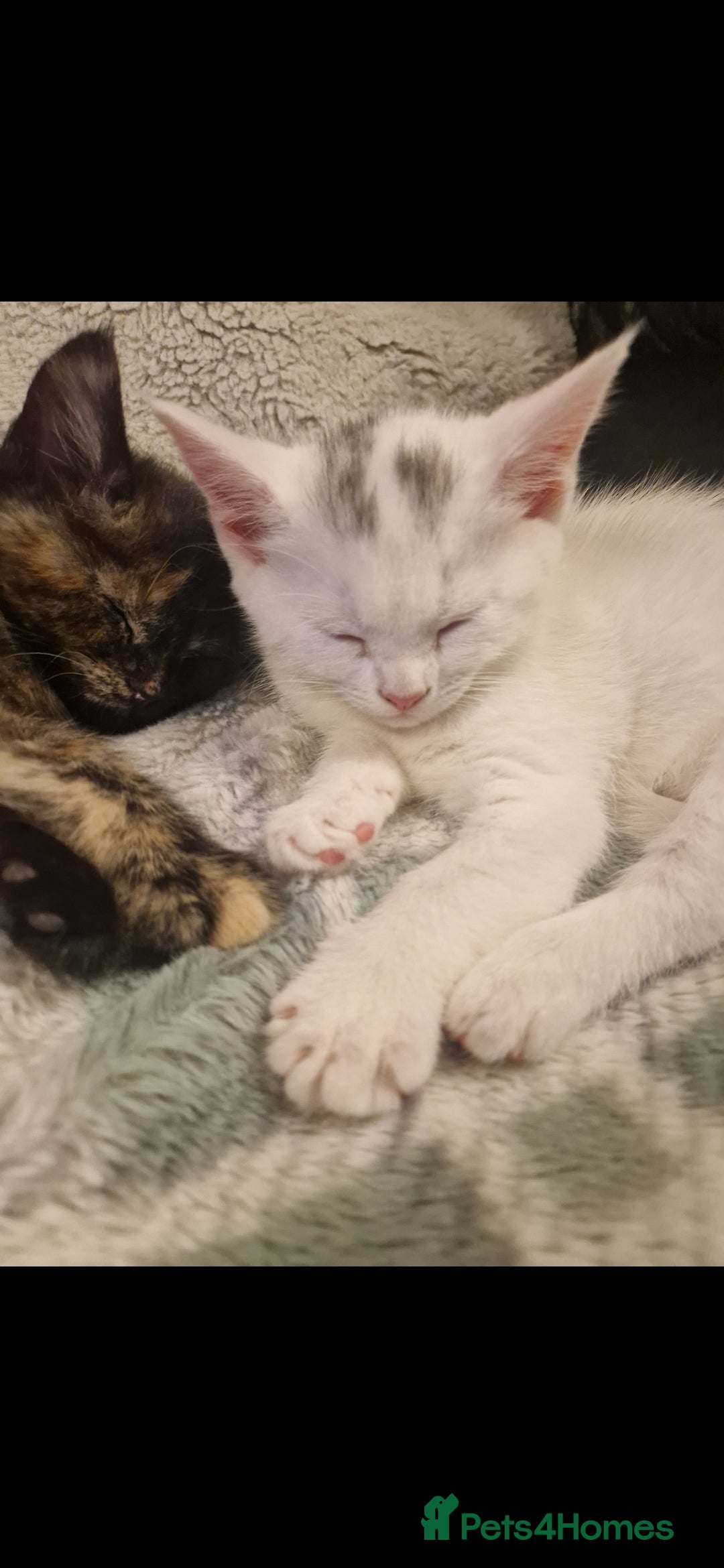 Mixed Breed cats for sale: Turkish angora x Main coon kittens ready now - Advert 14