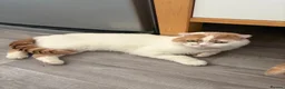 Scottish Fold cats for sale: Scottish fold/ sphinx mix - Advert 4