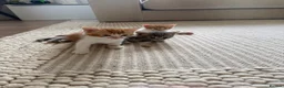 Mixed Breed cats for sale: 3 kittens  in Ipswich - Advert 5