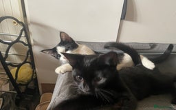 Mixed Breed cats for sale: Two kittens for sale  - Image 1