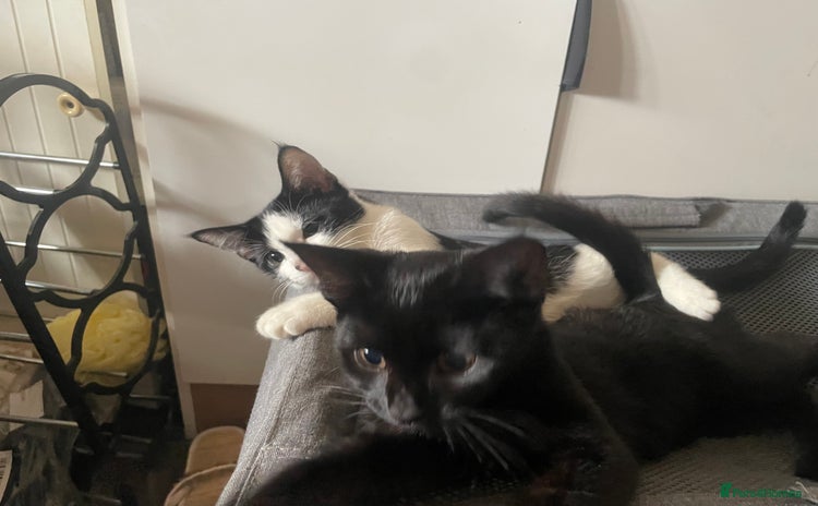 Mixed Breed cats - Advert 4