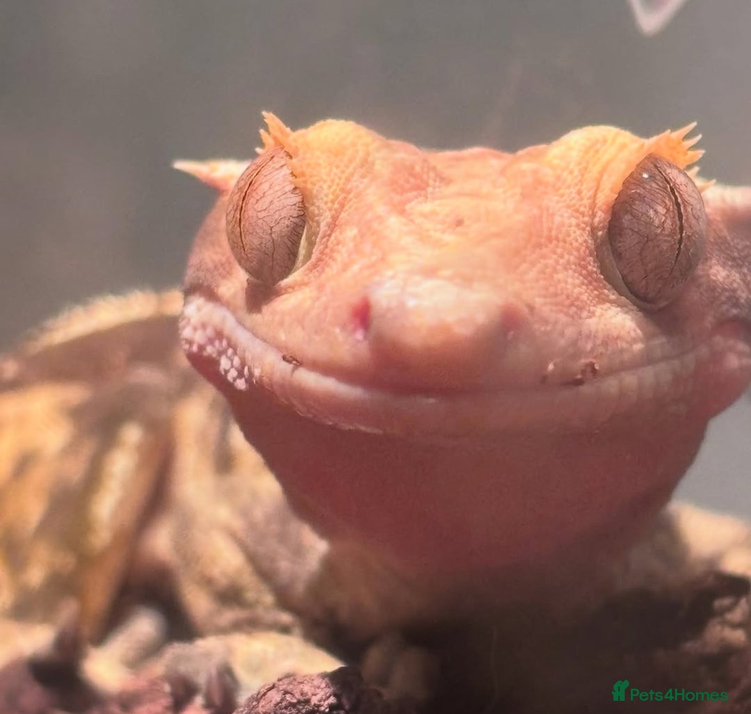 Gecko reptiles for sale: Two beautiful crested geckos - Image 3