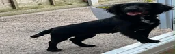 Cocker Spaniel dogs for sale: Fantastic working cocker pups  - Advert 3