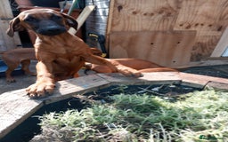 Rhodesian Ridgeback dogs for sale: Ridgeless Rhodesian Ridgeback Puppies For Sale - Image 3