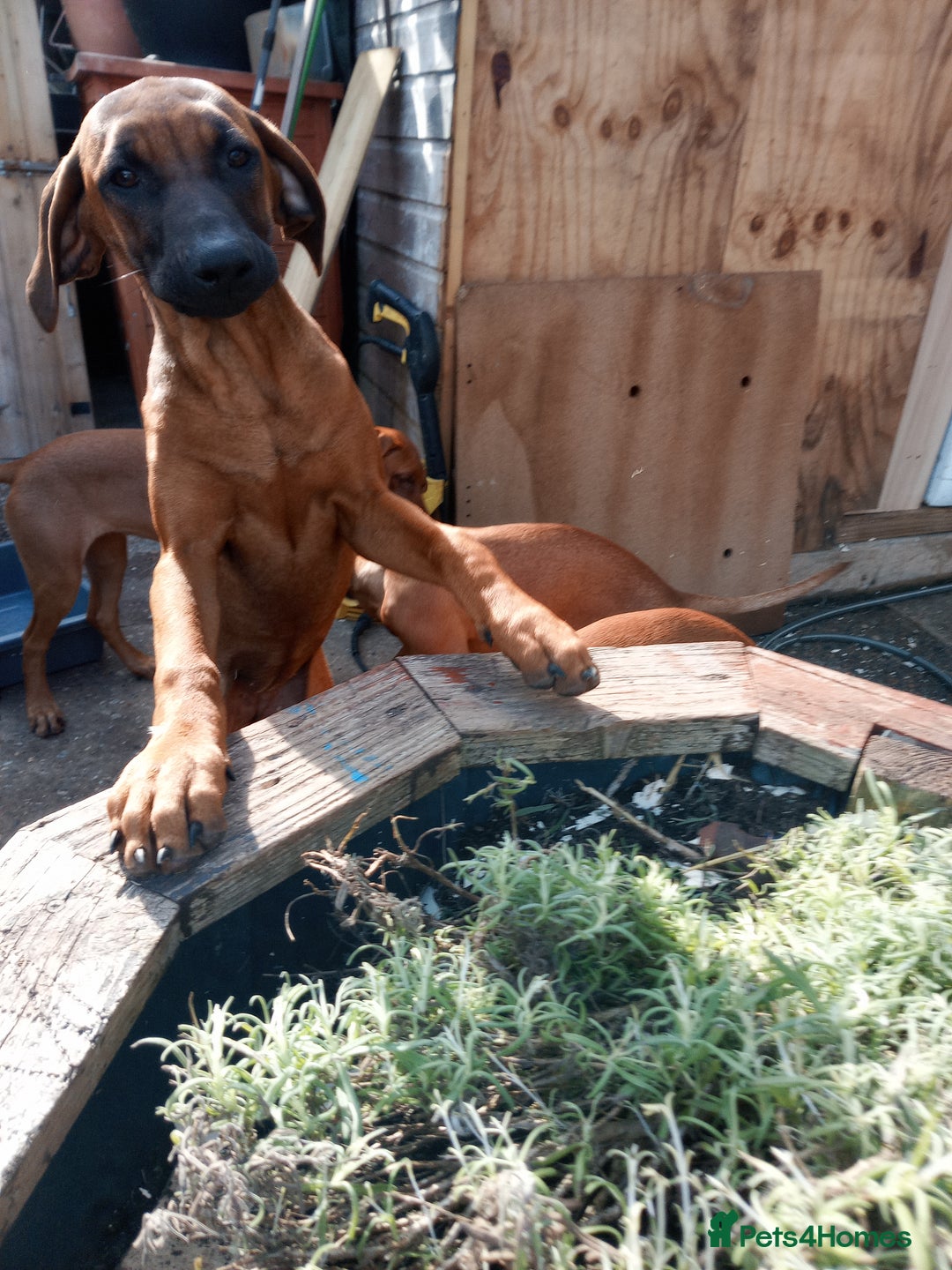 Rhodesian Ridgeback dogs for sale: Ridgeless Rhodesian Ridgeback Puppies For Sale - Image 3