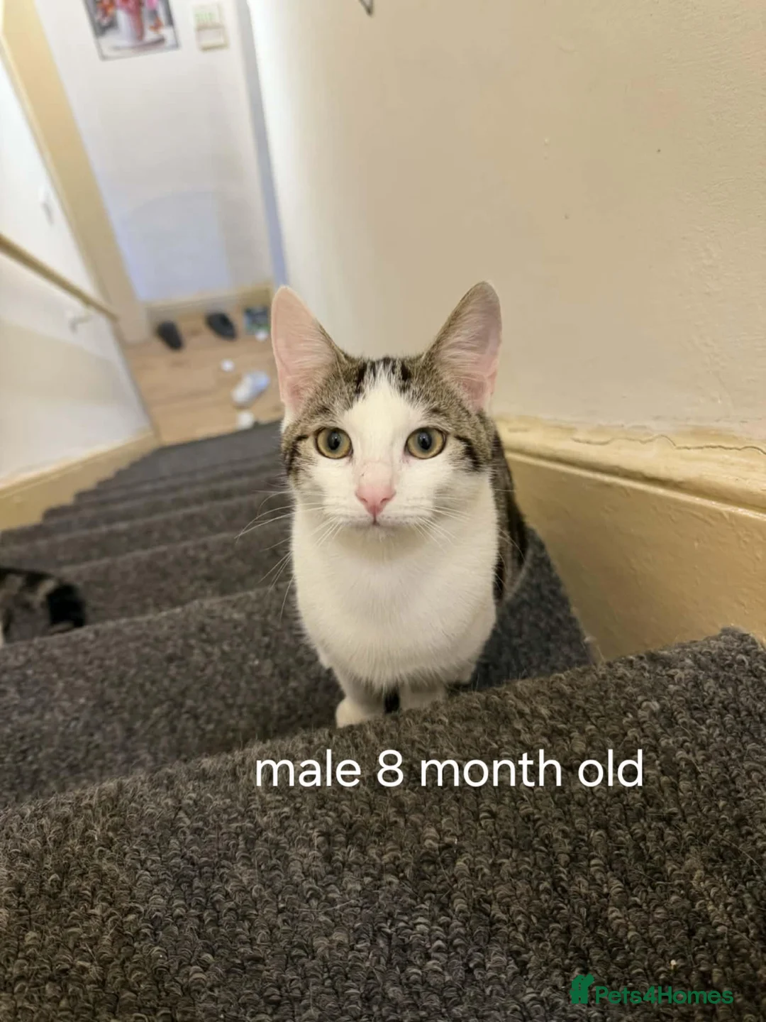 Mixed Breed cats for sale: 4 cats available (FREE) - Advert 3