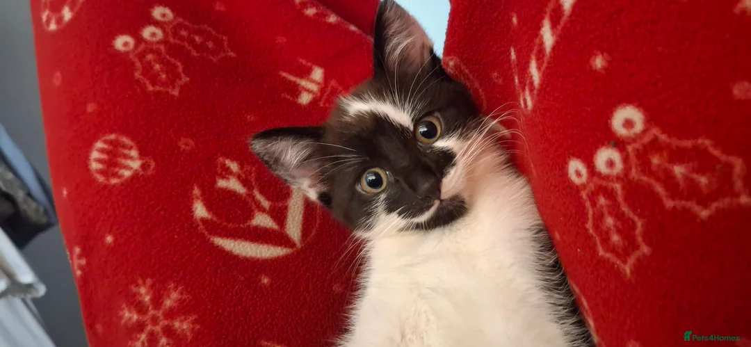 American Shorthair cats for sale: I am Abuu, i like to have caring all time parent. - Advert 9