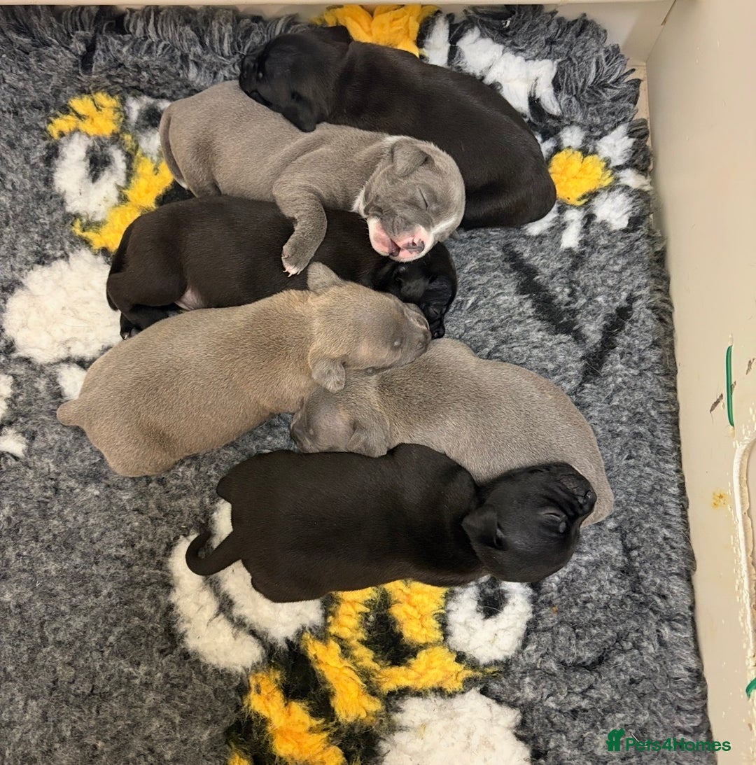 Staffordshire Bull Terrier dogs for sale: Health Tested Clear Staffordshire Bull Terrier's - Advert 33