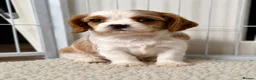 Cavalier King Charles Spaniel dogs for sale: DNA Tested Cavalier King Charles Puppy Bleinham - Advert 14