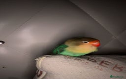 Lovebirds birds for sale: 4 weeks old love bird hand tamed - Image 6