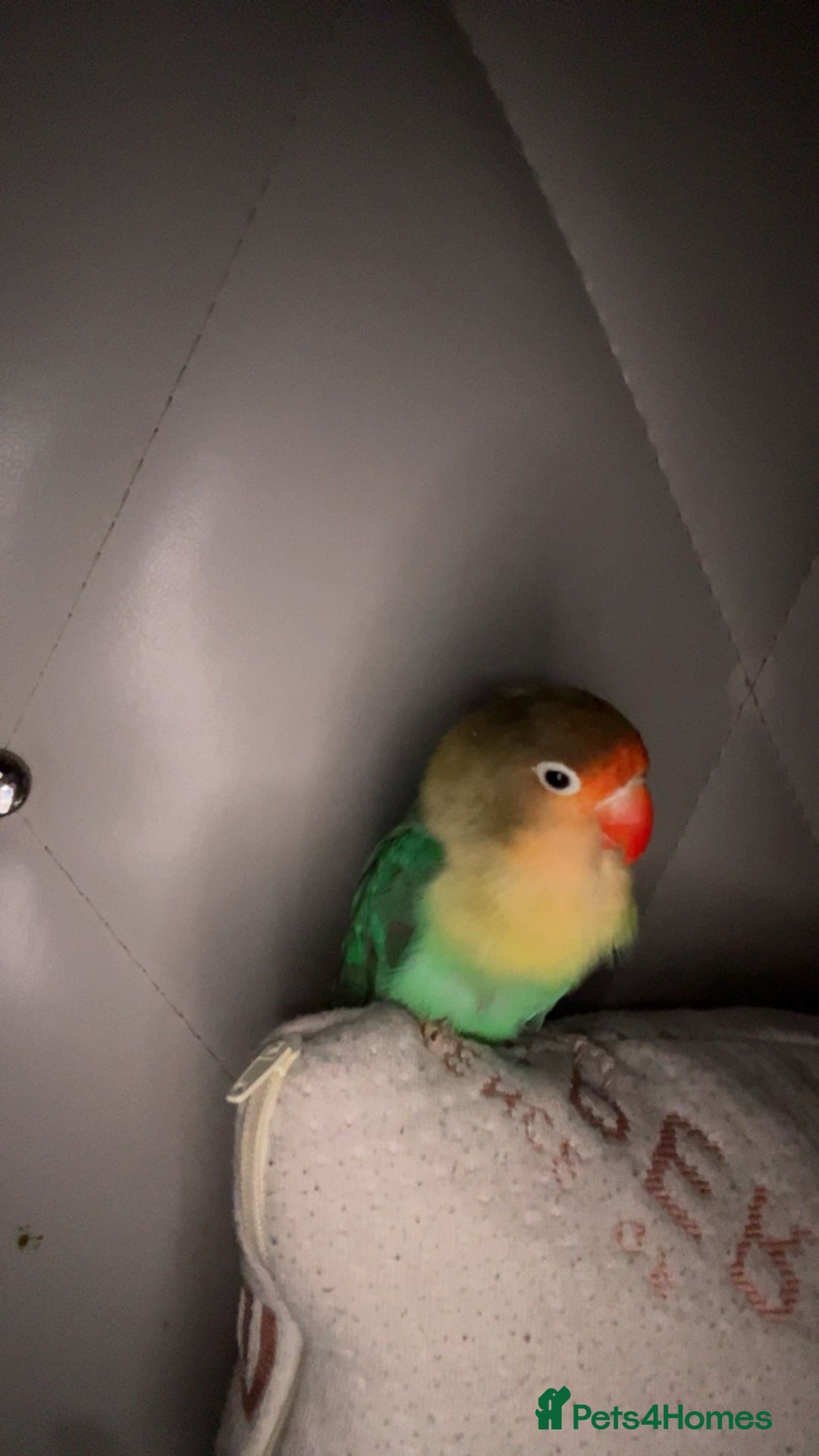 Lovebirds birds for sale: 4 weeks old love bird hand tamed - Image 6