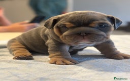 English Bulldog dogs for sale: Stunning KC Registered English Bulldog Puppies - Image 12