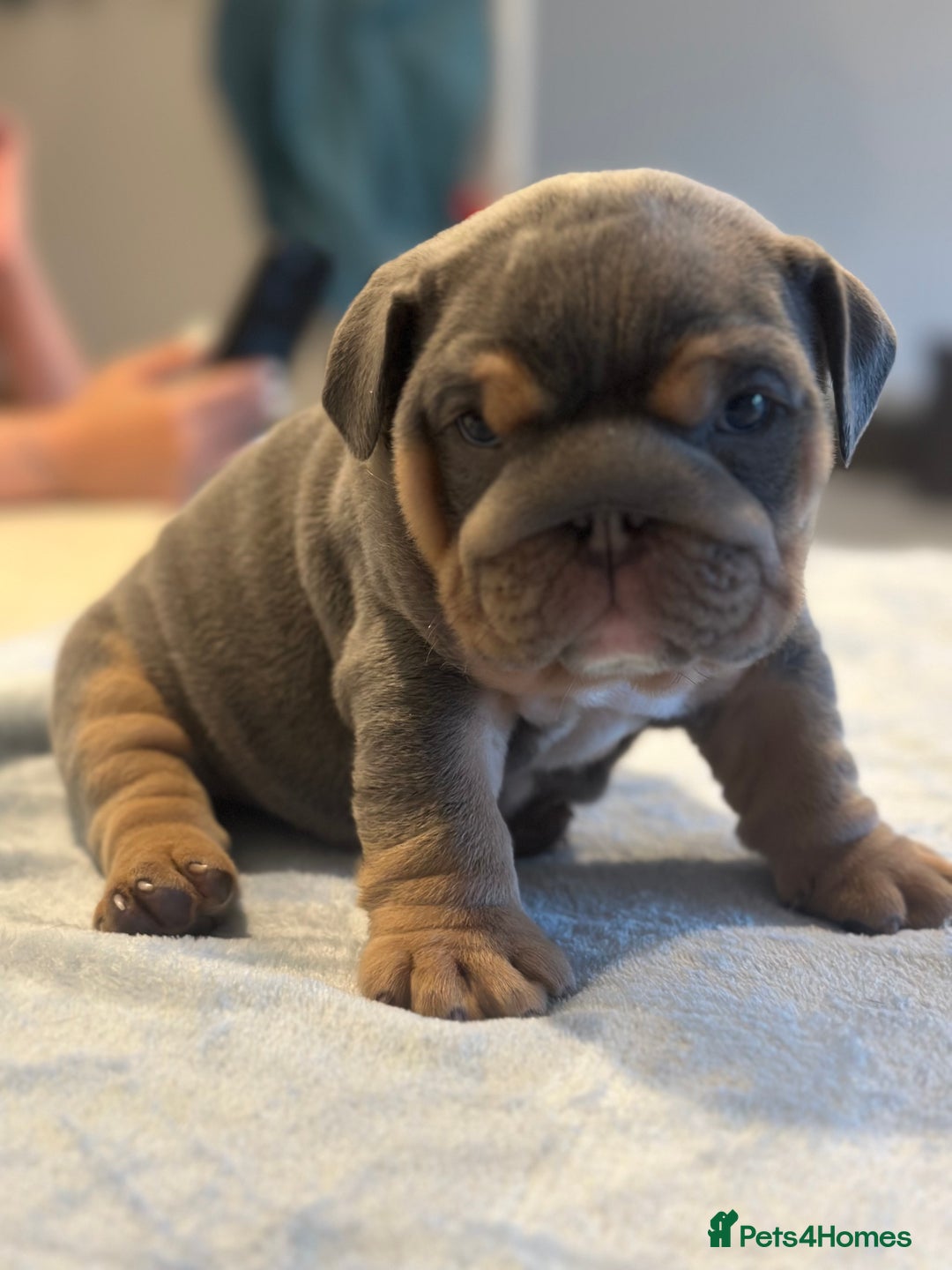 English Bulldog dogs for sale: Stunning KC Registered English Bulldog Puppies - Image 12