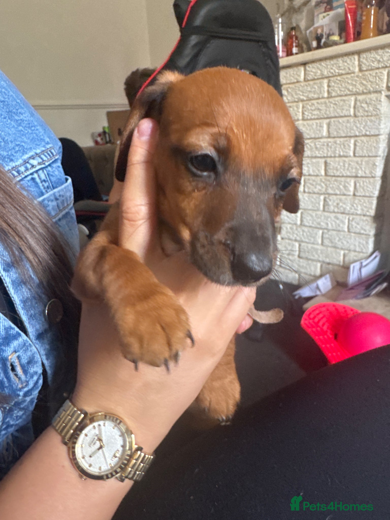 Jackshund dogs 2 girls 1 boy  - Advert 3