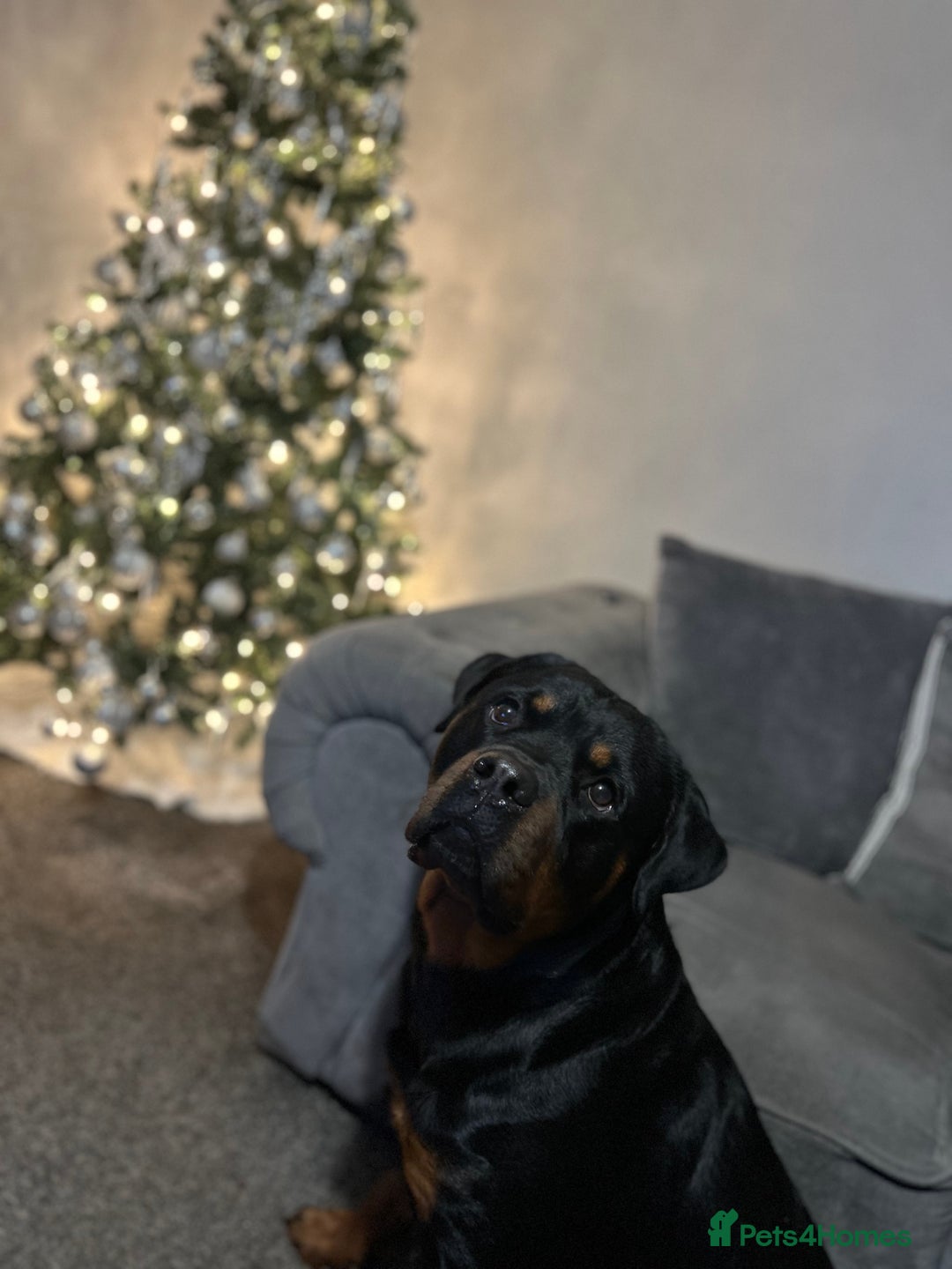 Rottweiler dogs for stud: Male Rottweiler for stud - Advert 2