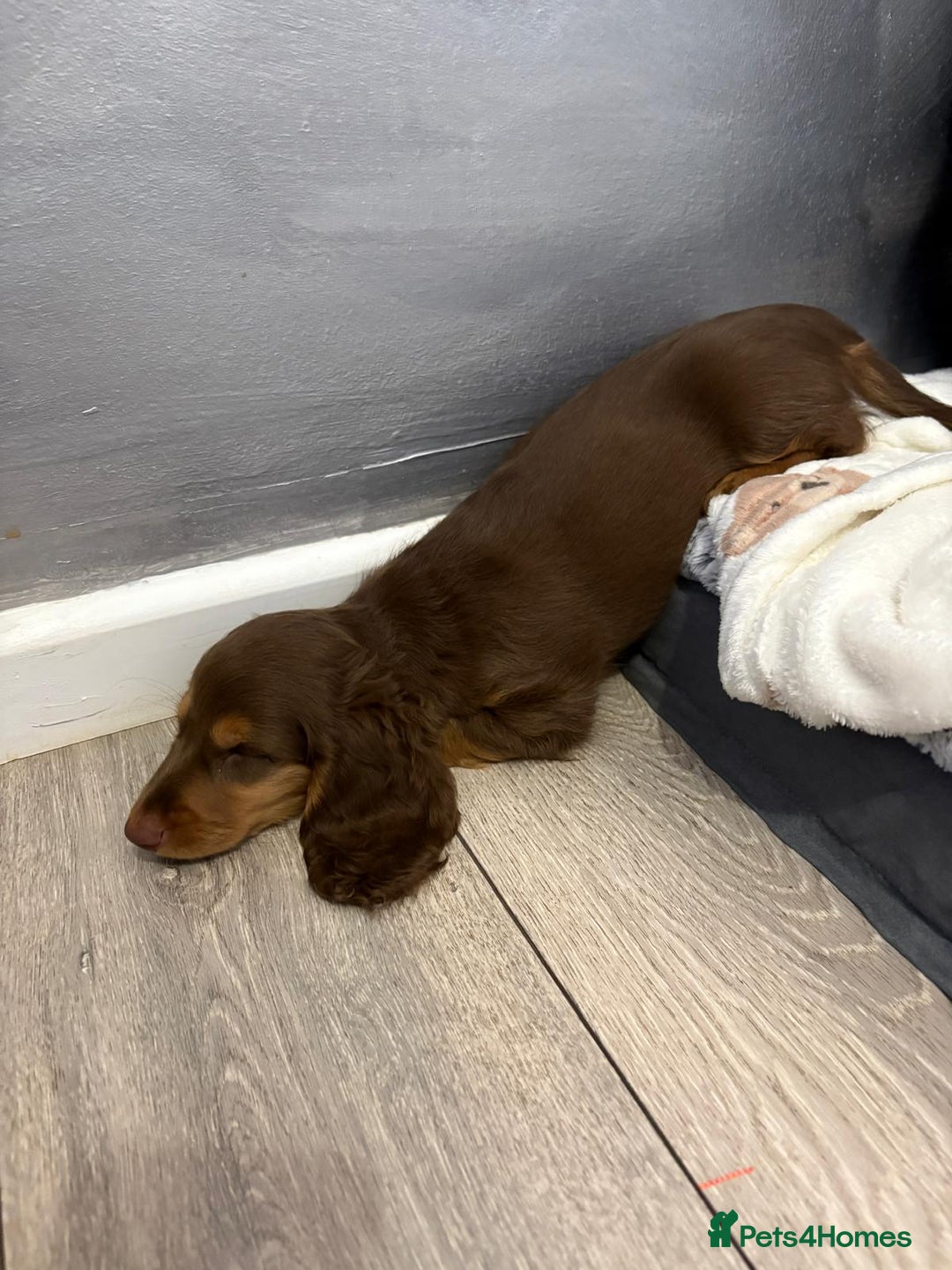 Miniature Dachshund dogs for sale: PRICE REDUCED Cute long hair chocolate dachshunds  - Advert 37