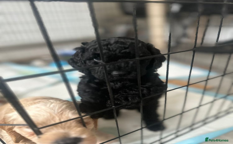 Mixed Breed dogs - Advert 4