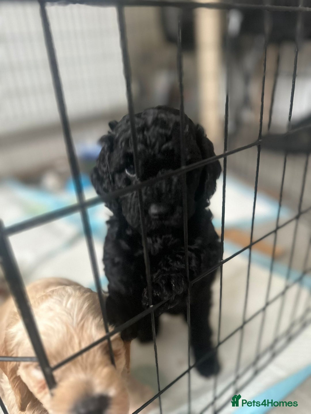Mixed Breed dogs for sale: Double doodle (Cockapoo cross mini labradoodle) - Image 1