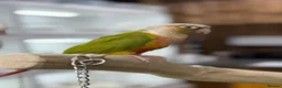 Conures birds for sale: Pineapple conure and green cheek conure  - Advert 3