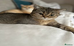 British Shorthair cats for sale: READY NOW! 2 available girls - Advert 15