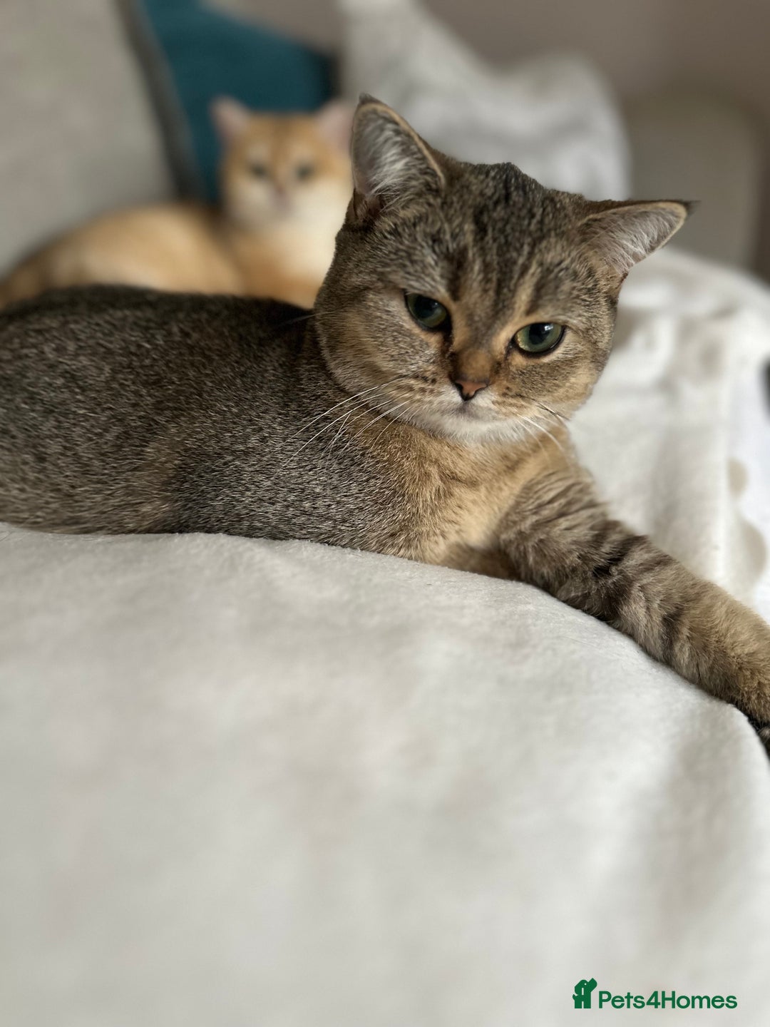 British Shorthair cats for sale: READY NOW! 2 available girls - Advert 15