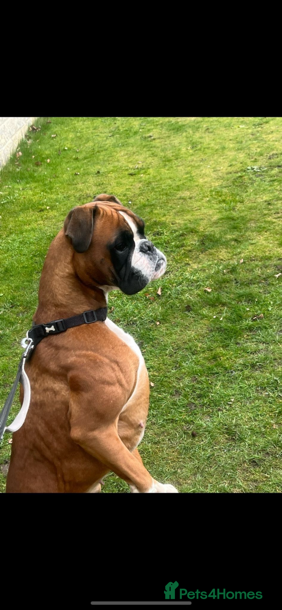 Boxer dogs for sale: Stunning Kc Boxer Puppies - Image 36