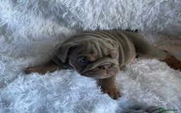 English Bulldog dogs for sale: Outstanding English bulldogs  - Image 20