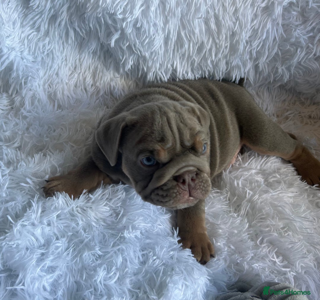 English Bulldog dogs for sale: Outstanding English bulldogs  - Image 20