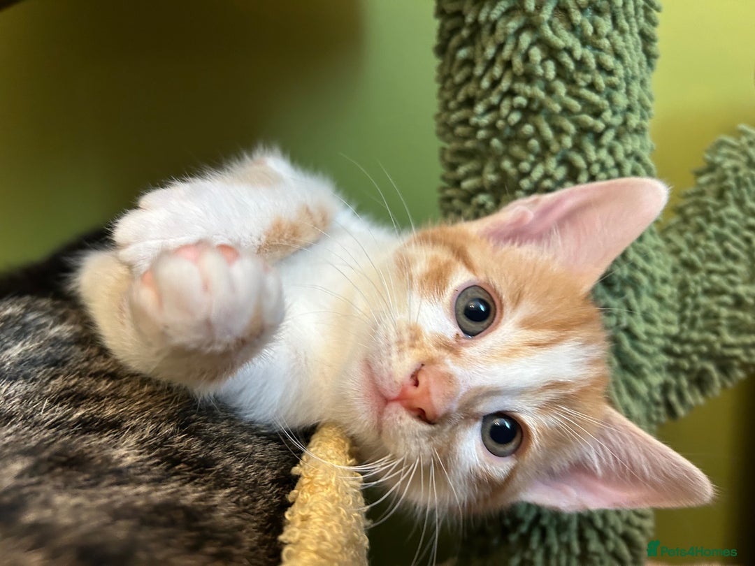 Mixed Breed cats for sale: Kittens from half Siamese mum - Advert 21