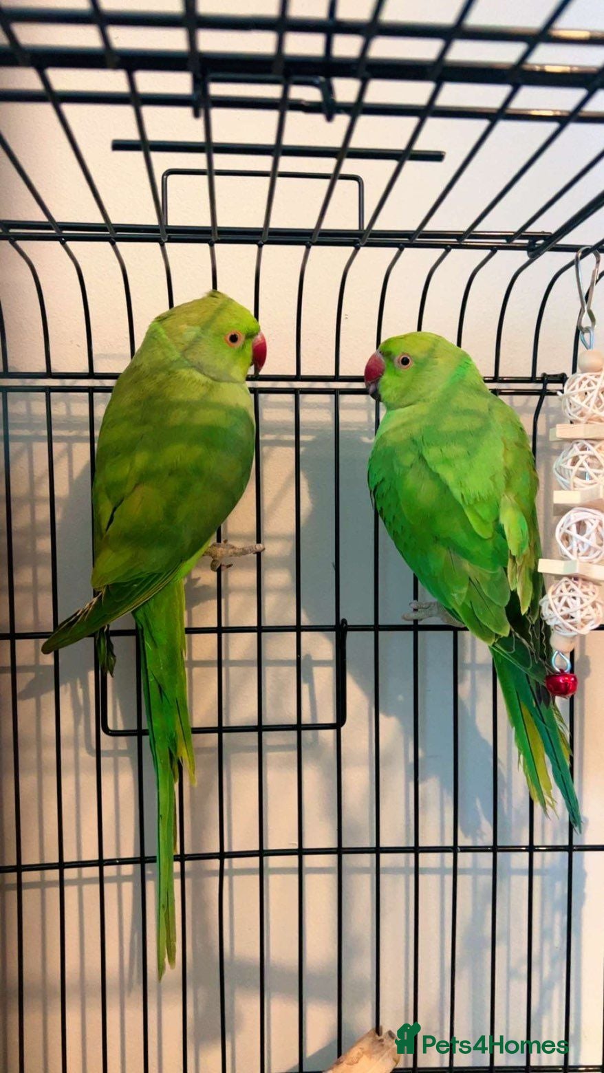 Ringnecks birds Bonded ringneck pair - Advert 2