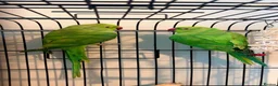 Ringnecks birds for sale: Bonded ringneck pair - Advert 1