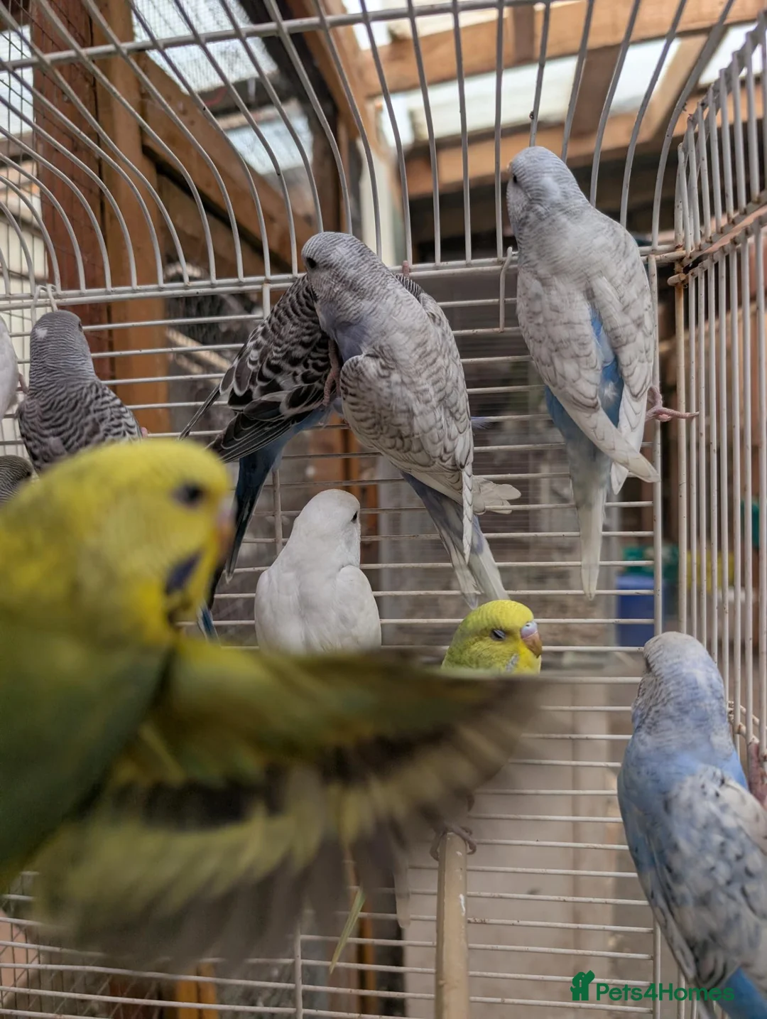 Budgerigars birds for sale: Baby budgies  in Nottingham - Advert 2